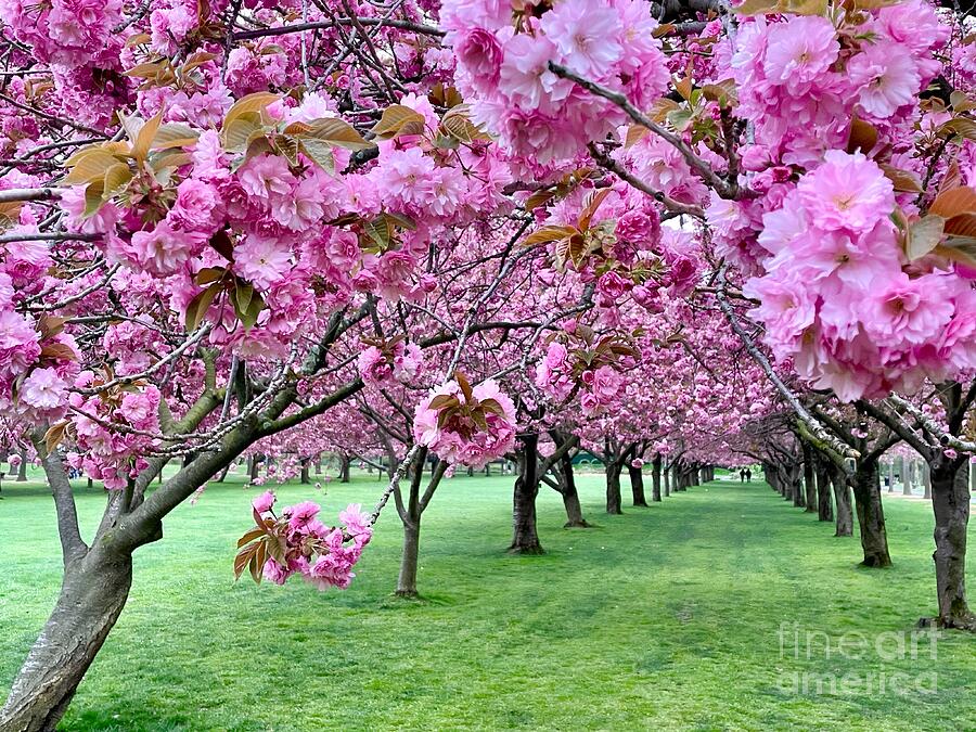 Kanzan Cherry Trees Photograph by Mioara Andritoiu - Fine Art America