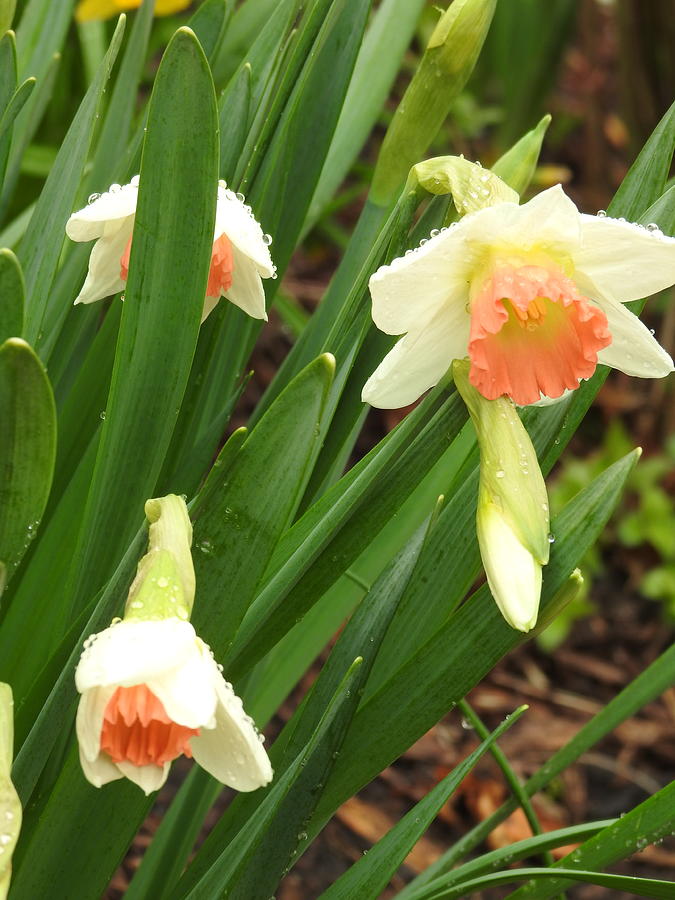 Kapiti Peach Daffodils Photograph by Barbara Ebeling - Fine Art America