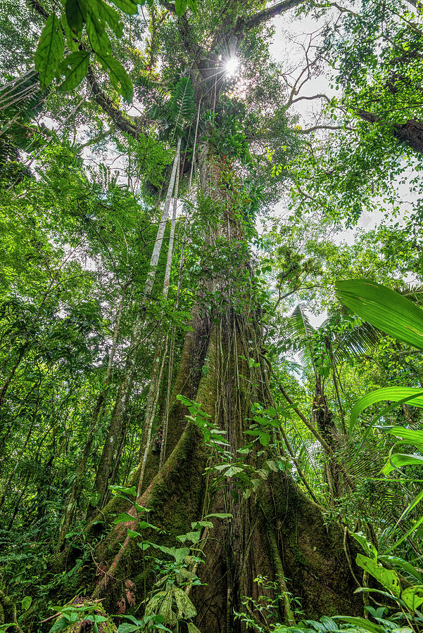 Kapok - Ceiba pentandra tropical tree  Photograph by Henri Leduc