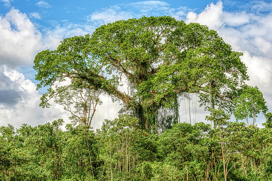 Kapok Tree by Donald Lanham