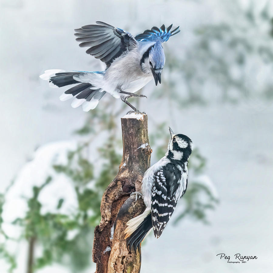 Blue Jay Babies by Peg Runyan