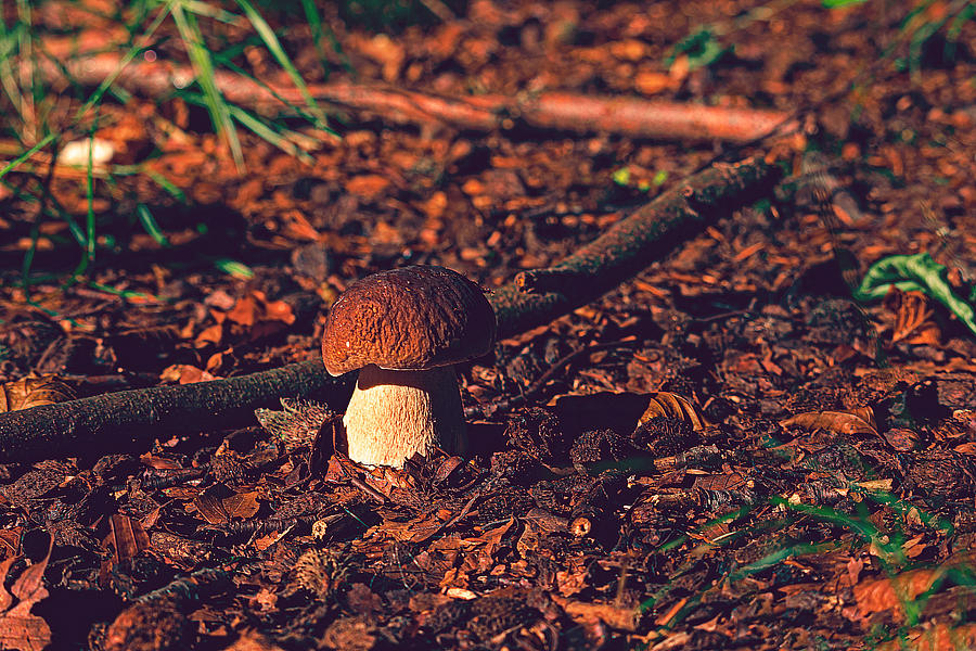 Karl Johan mushroom. Photograph by Henrik Tuvesson Pixels