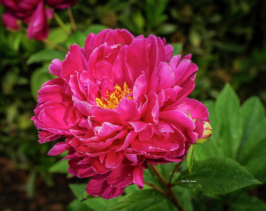 Karl Rosenfield Peony Photograph by Dale R Carlson