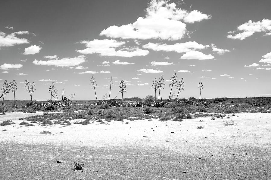 Karoo Agaves Photograph by Mia Badenhorst