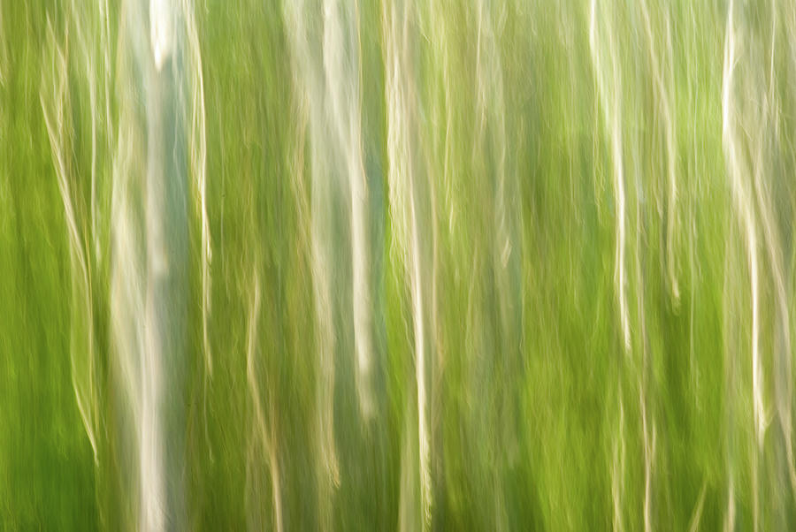 Karri Forest Photograph - Karri Forest Dream Impressions by Alex Bond Karri Forest Photograph - Karri Forest Dream Impressions by Alex Bond