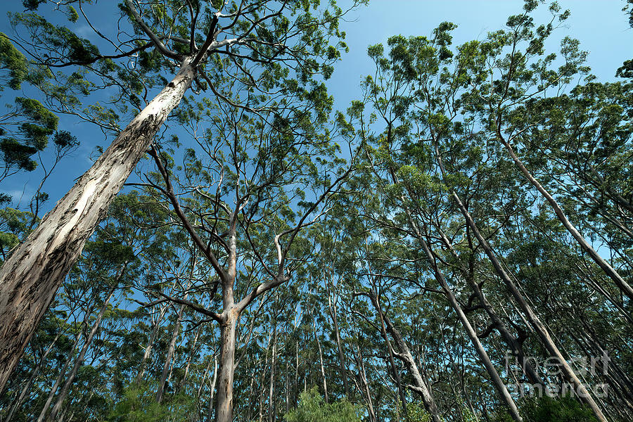 Karris, Boranup Forest, Margaret River, Western Australia Photograph by Elaine Teague