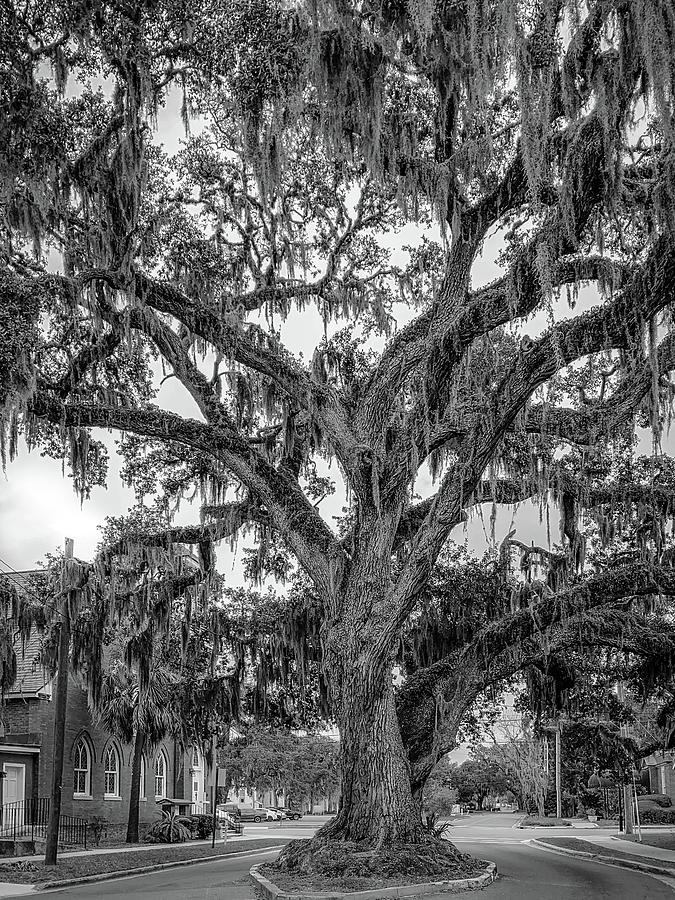 Kates Tree, Ash Street, Fernandina Beach, Florida Photograph by Dawna Moore Photography