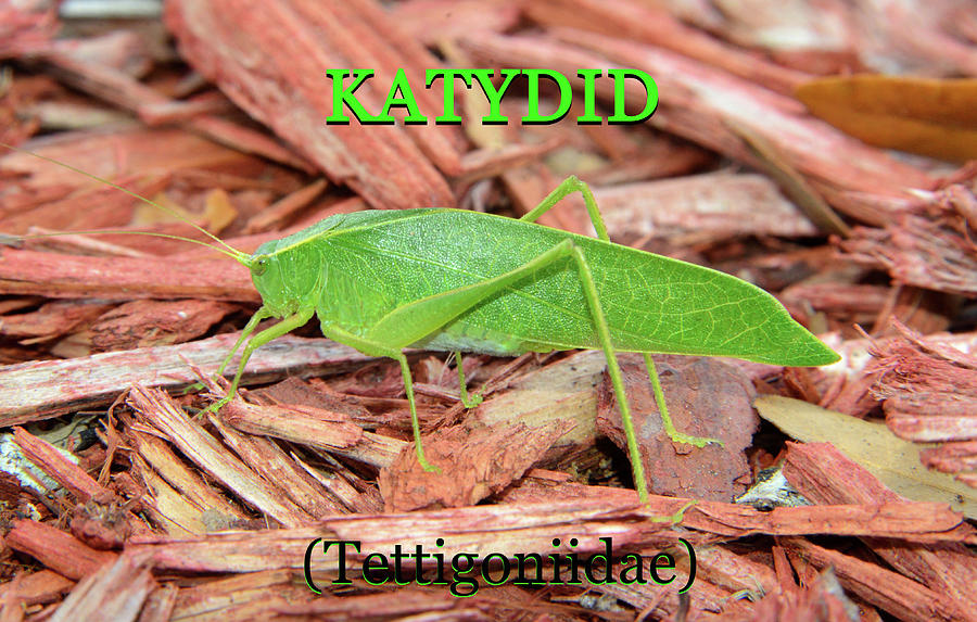 Katydid educational poster Photograph by David Lee Thompson