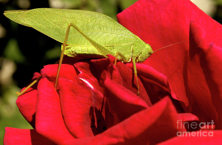 Katydid insect crawling on a rose in a garden. Photograph by Gunther Allen