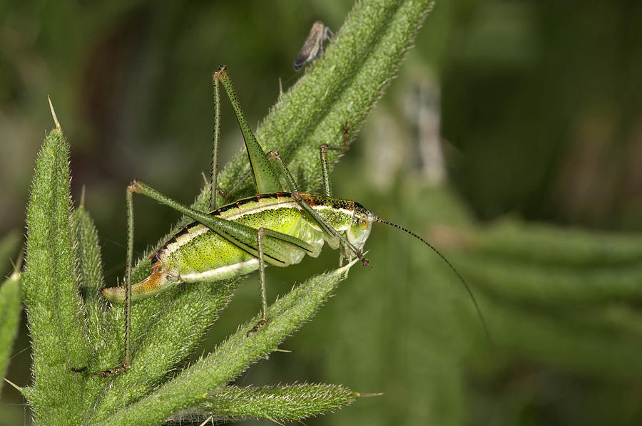 Katydid or Bush-cricket -Poecilimon jonicus-, female, Makrigialos, Greece, Europe Photograph by Hans Lang