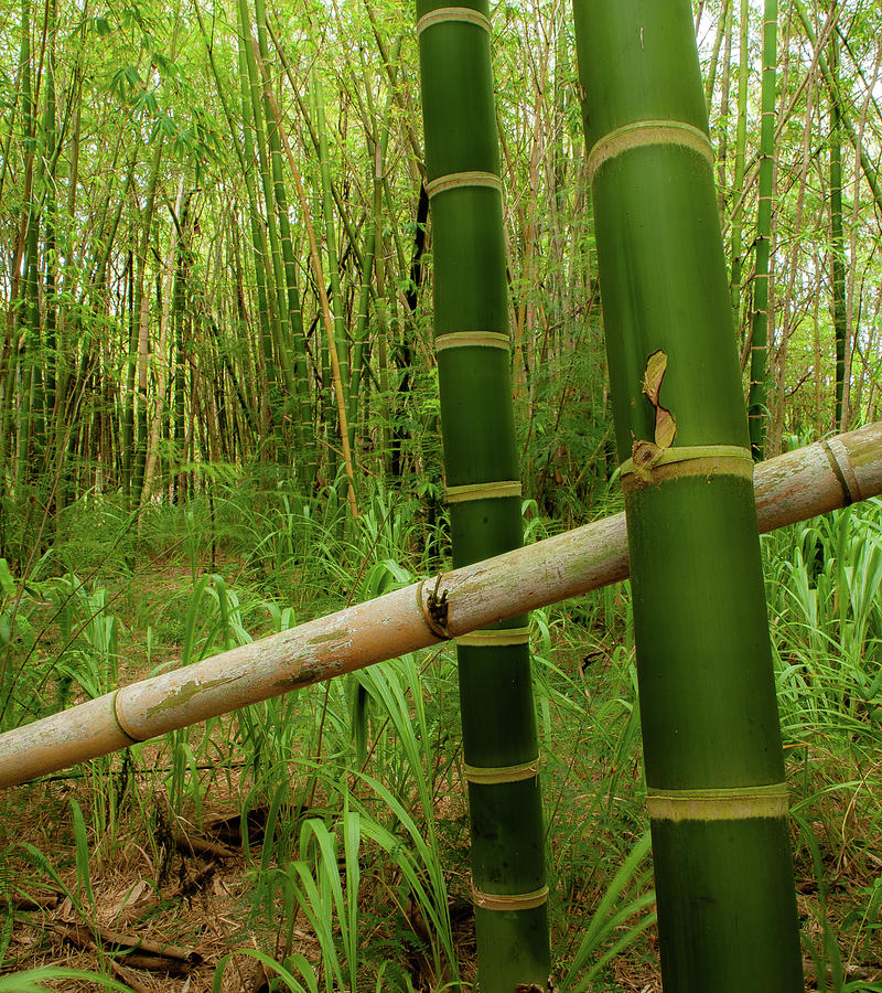 Kauai Bamboo Stand III Photograph by Doug Davidson