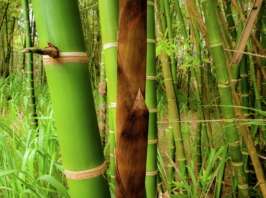 Kauai Bamboo Stand IV Photograph by Doug Davidson