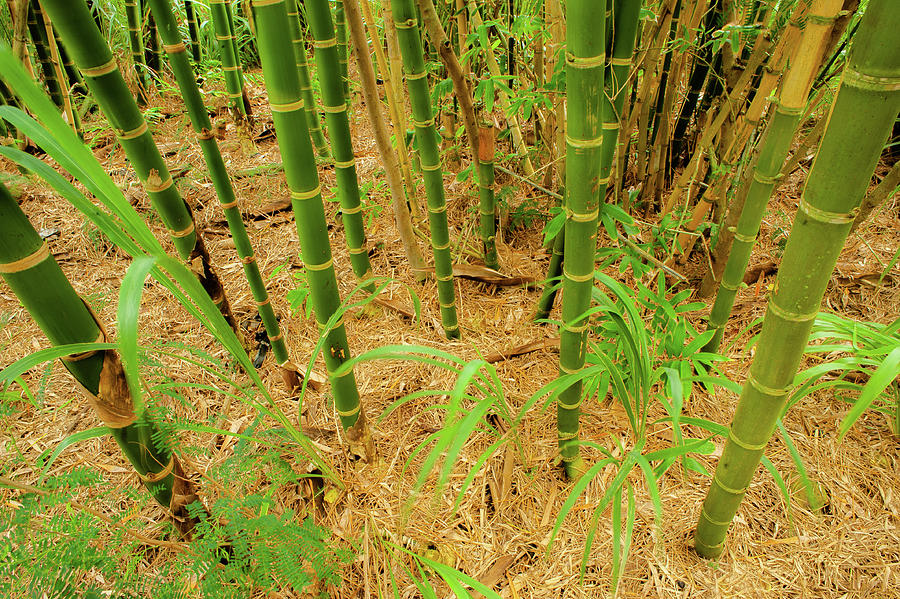 Kauai Bamboo Stand V Photograph by Doug Davidson