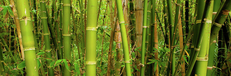 Kauai Bamboo Stand VI Photograph by Doug Davidson
