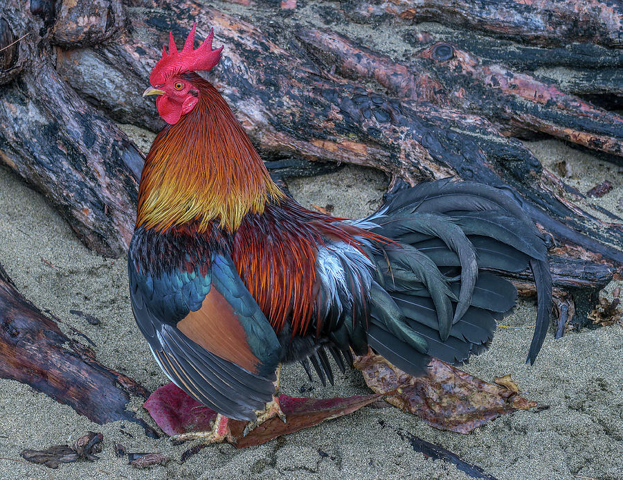 Kauai Beach Rooster II. Photograph by Doug Davidson