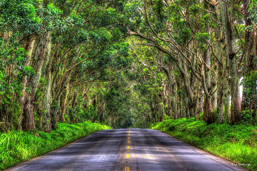 Kauai HI The Eucalyptus Tree Tunnel Gateway Trees South Shore Landscape Art Photograph by Reid Callaway