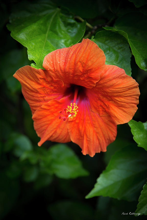 Kauai HI Sun Soaked Red Hibiscus Flower Kauai Hawaii Art Photograph by Reid Callaway