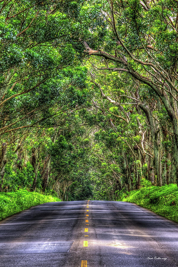 Kauai HI The Eucalyptus Tree Tunnel Gateway 2 Trees South Shore Landscape Art Photograph by Reid Callaway