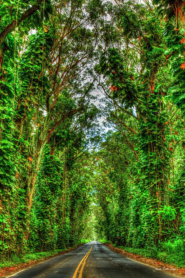 Kauai Hi The Way 777 The Eucalyptus Tree Tunnel South Shore Landscape Art Photograph