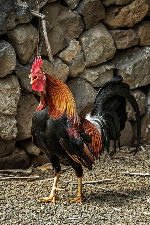 Kauai Rooster Crowing Photograph by Belinda Greb