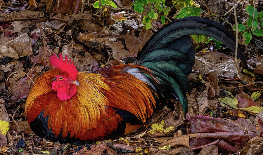 Kauai Rooster. Photograph by Doug Davidson