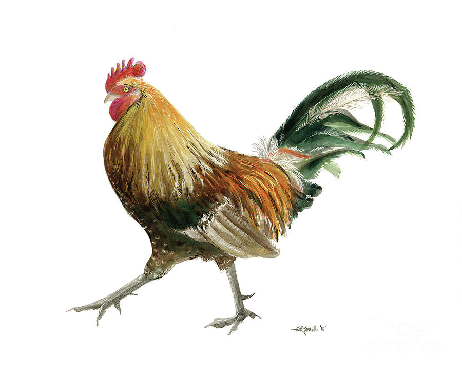 Rooster Drawing - Kauai Rooster by Elizabeth Smith