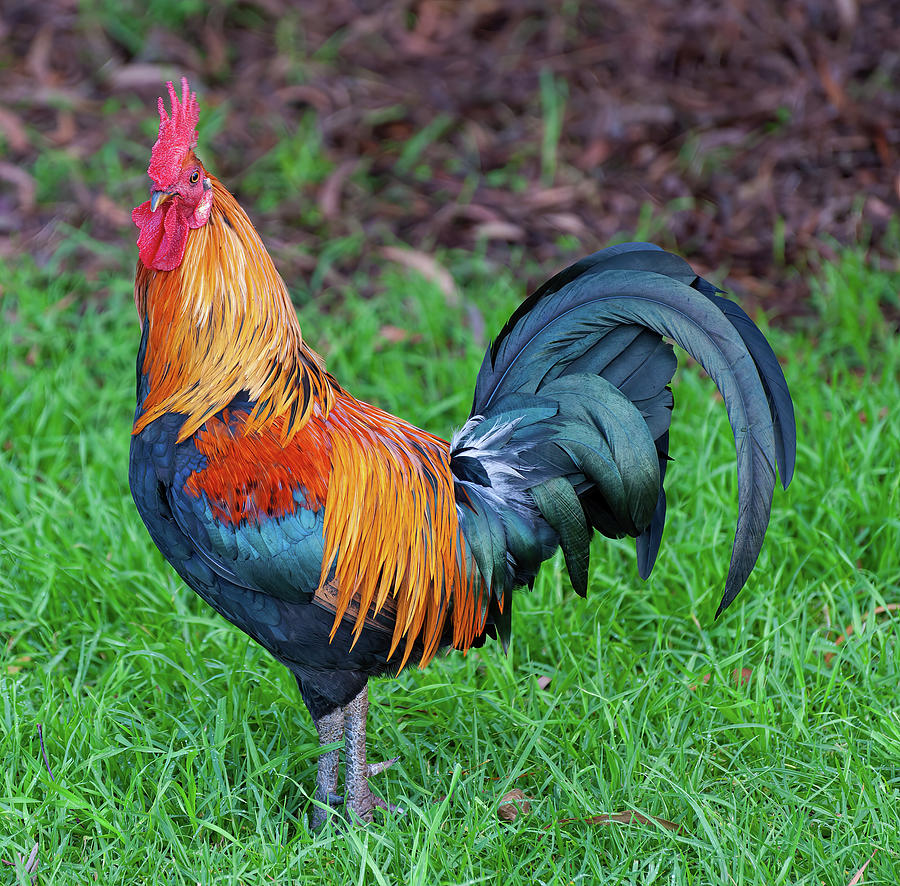 Kauai Rooster II. Photograph by Doug Davidson - Fine Art America