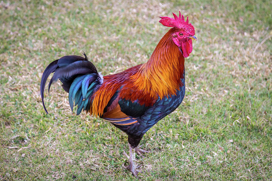 Kauai Rooster Photograph by Pierre Leclerc Photography