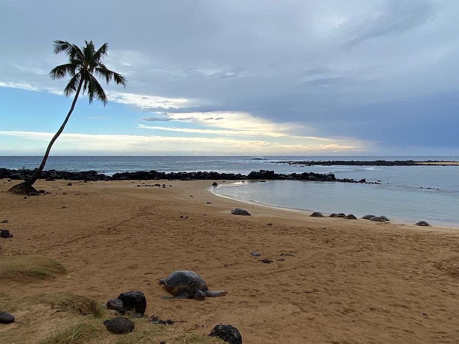 Kauai Sea Turtles Photograph by Tara McClinton - Fine Art America