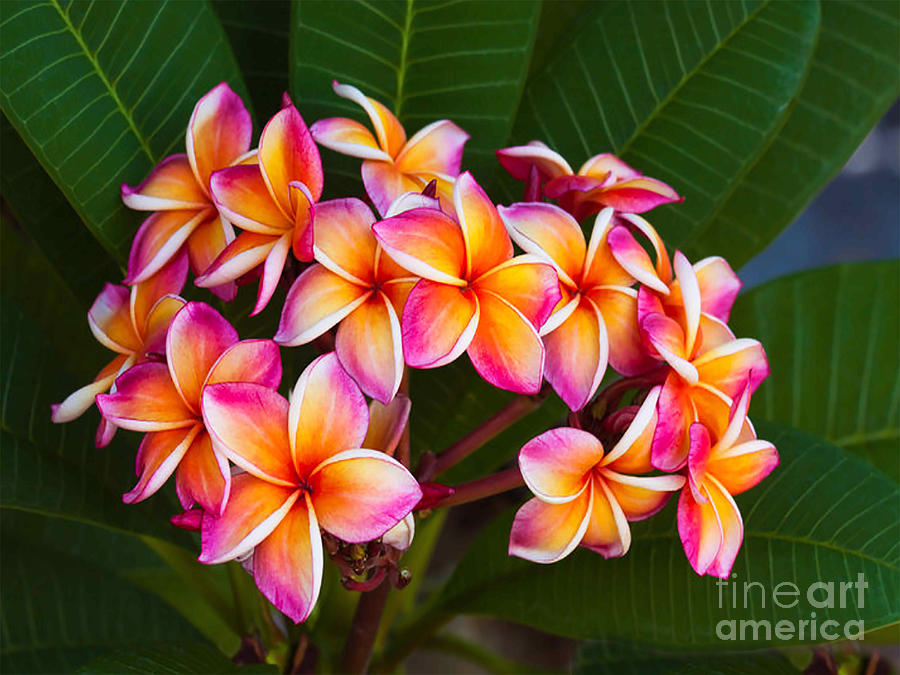 Kauai Sunrise Plumeria Photograph by J Marielle
