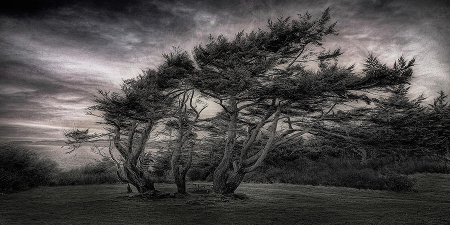 Kauai Tree ... Photograph by Chuck Caramella