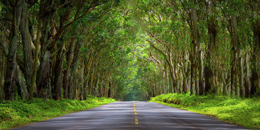 Kauai Tree Tunnel Photograph by Mark Chandler - Fine Art America