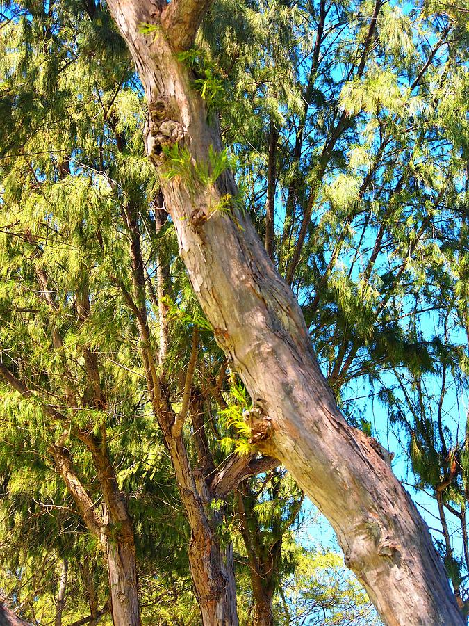 Kauai Trees Photograph by Sandra Peery - Fine Art America