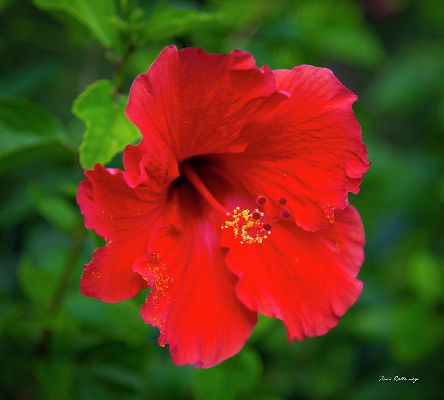 Kauia Hawaii Red Hibiscus Flower Garden Wildlife Art Photograph By Reid 