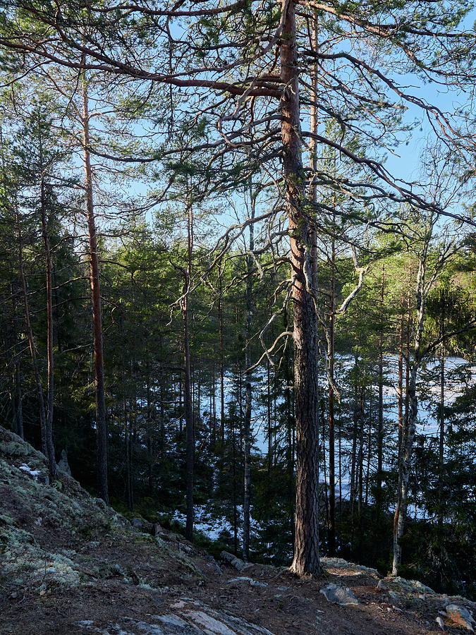 Kaukaloinen 2 Photograph by Jouko Lehto