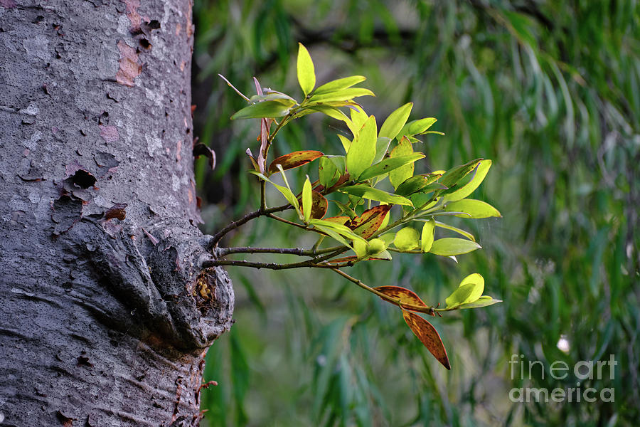 Nature Photograph - Kauri Pine Renewal by Neil Maclachlan