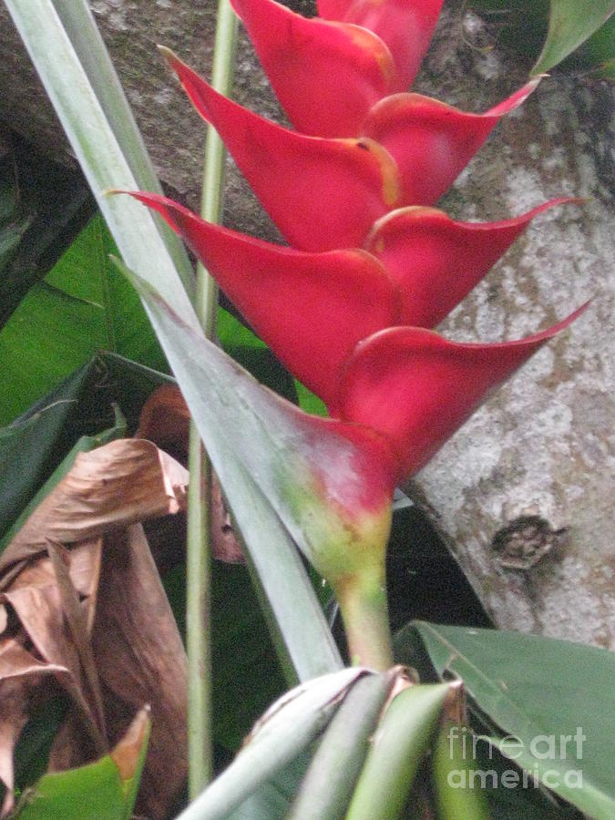 Red Ginger on Maui in Hawaii Photograph by Catherine Ludwig Donleycott