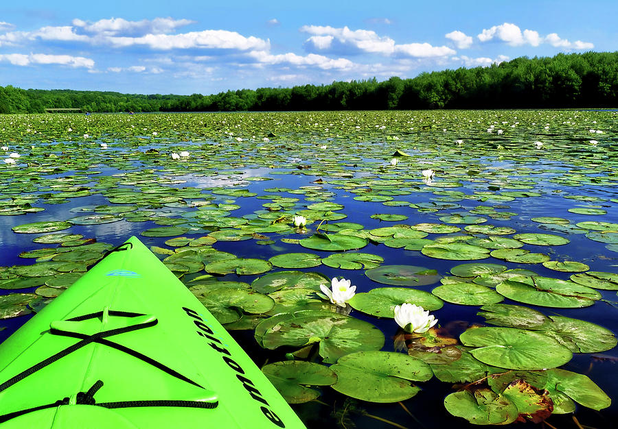 Kayaking among the Lily Pads Photograph by Carolyn Derstine