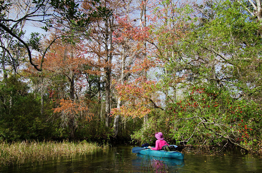 Kayaking Florida Photograph by Steve Williams - Fine Art America