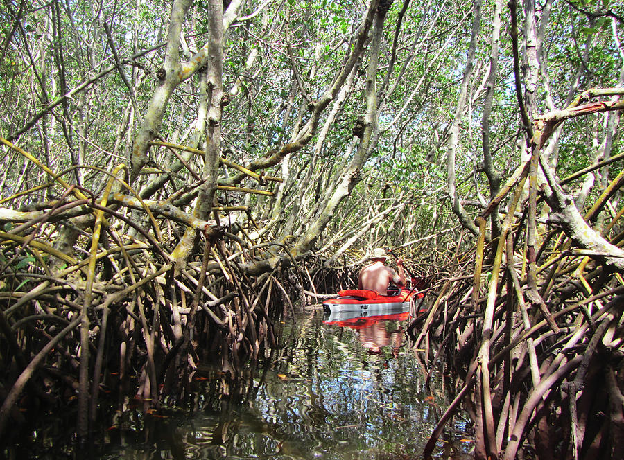 Kayaking in Mangrove Forest Photograph by Marilyn Hunt