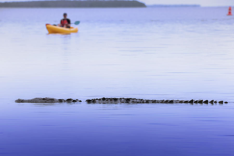 Kayaking With Crocodiles Photograph by Mark Andrew Thomas