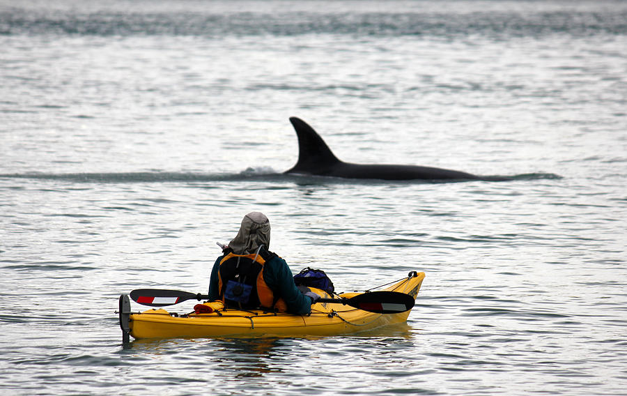 Kayaking with Orca Whales Photograph by Nigel Killeen