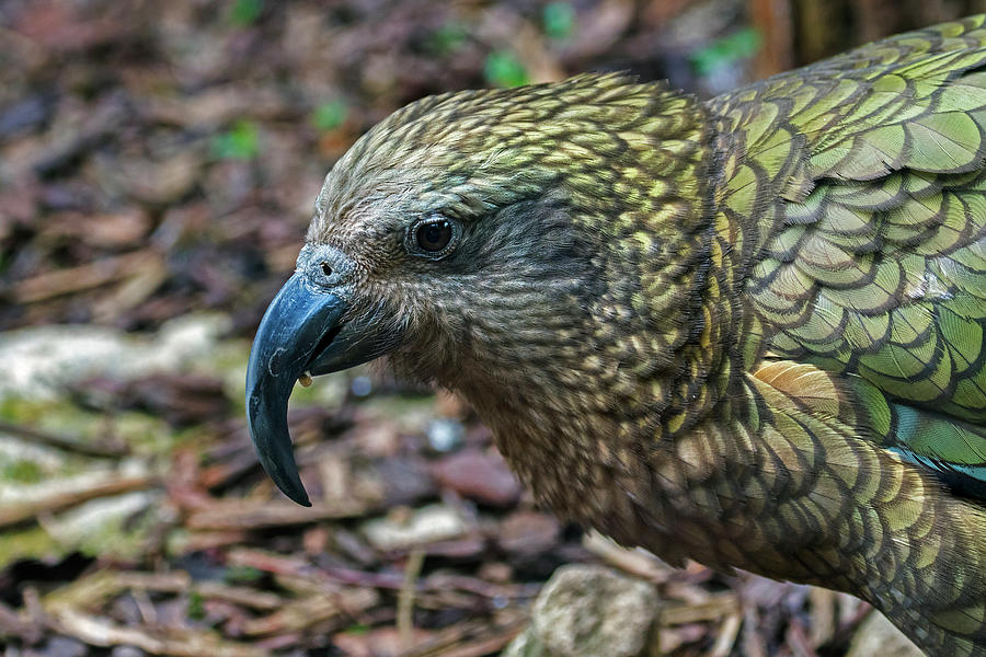 Kea Photograph by Arterra Picture Library