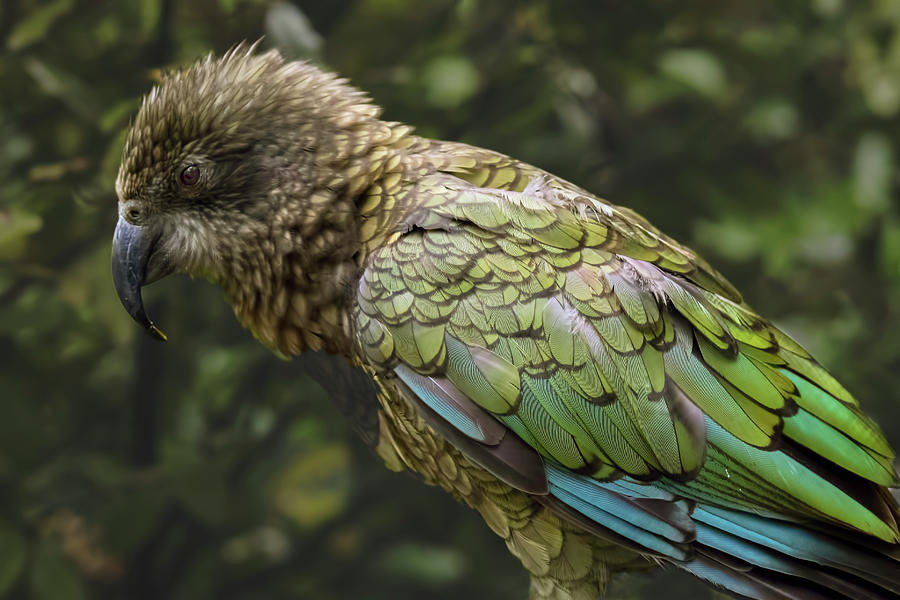 Kea Parrot Profile Photograph By Warwick Lowe Fine Art America 5380