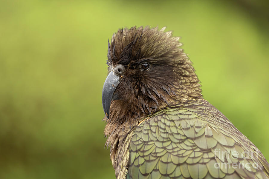 Parrot Photograph - Kea,a native bird of NZ at Milford Sound by Eva Lechner