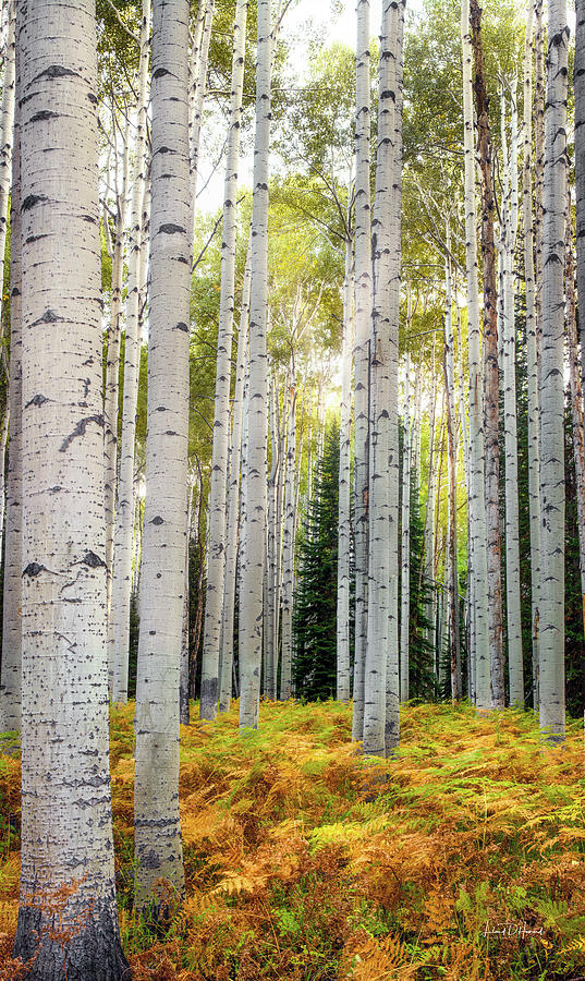 Nature Photograph - Kebler Aspens Colorado by Leland D Howard