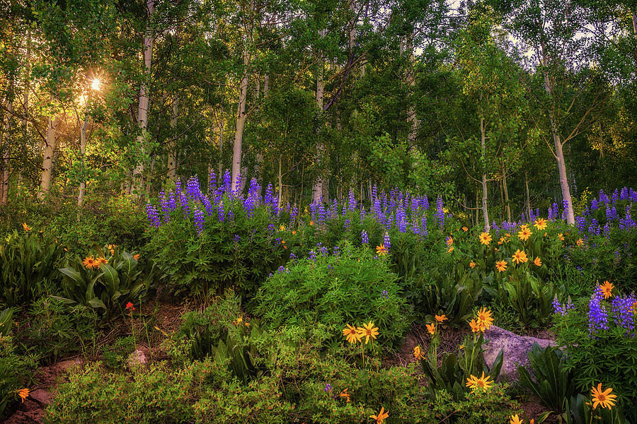 Kebler Pass Wildflowers Photograph by Andrew Soundarajan