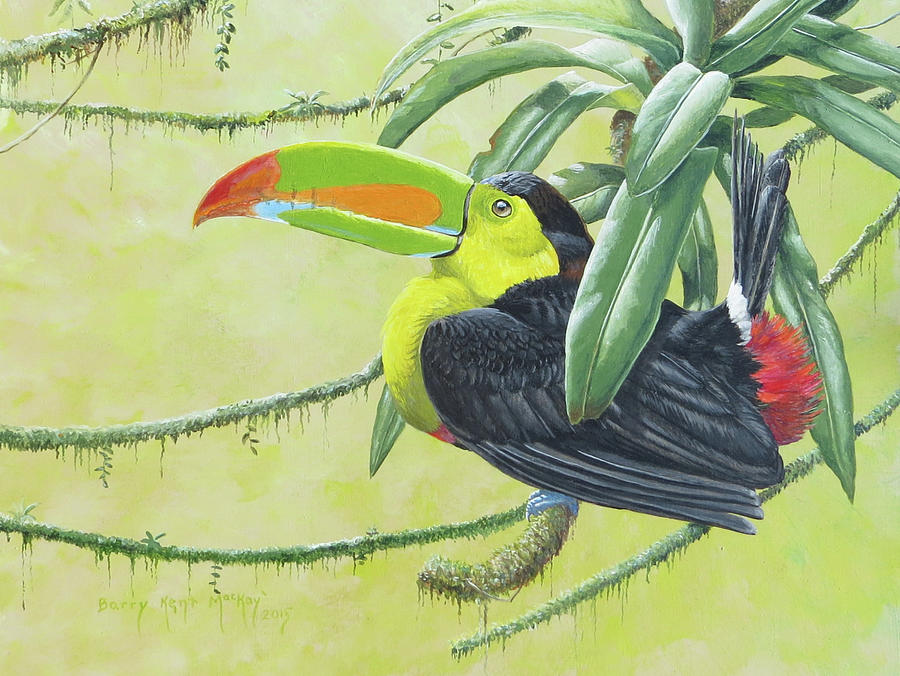 Keel-billed Toucan Painting by Barry Kent MacKay