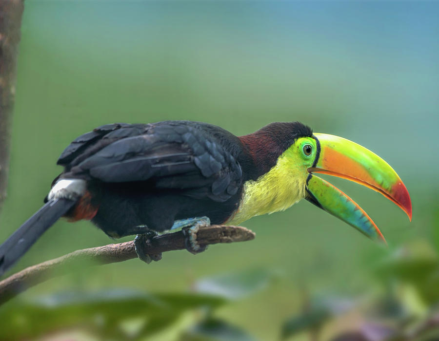 Toucan Photograph - Keel billed Toucan I by Tim Fitzharris