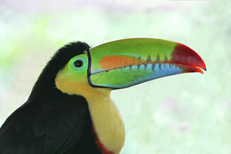 Keel-Billed Toucan in Profile Photograph by Peggy Collins
